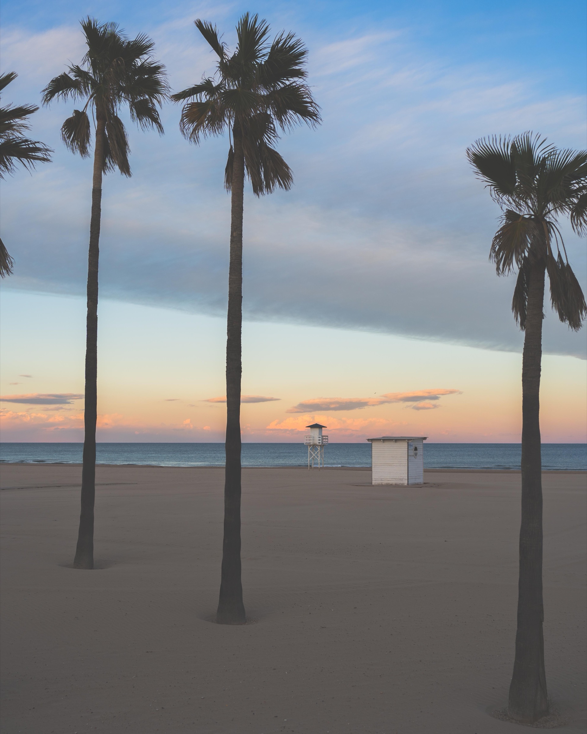 Palm trees spaced along a quiet seaside promenade