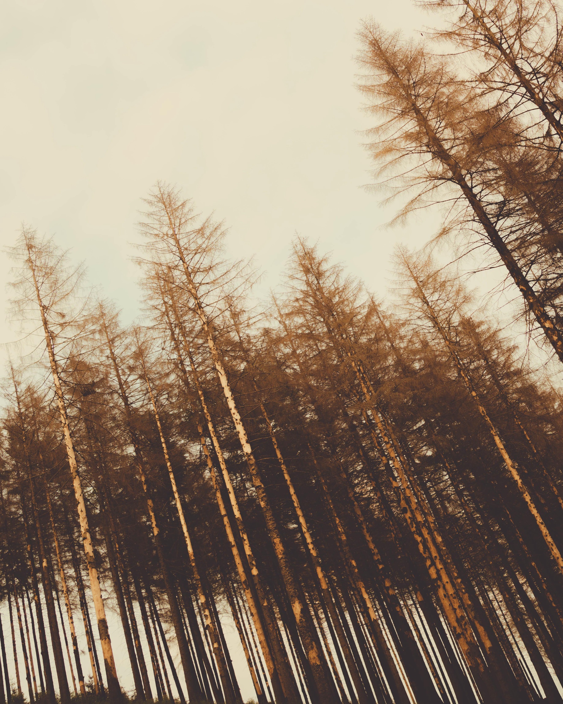Tall forest trees leaning into warm afternoon light
