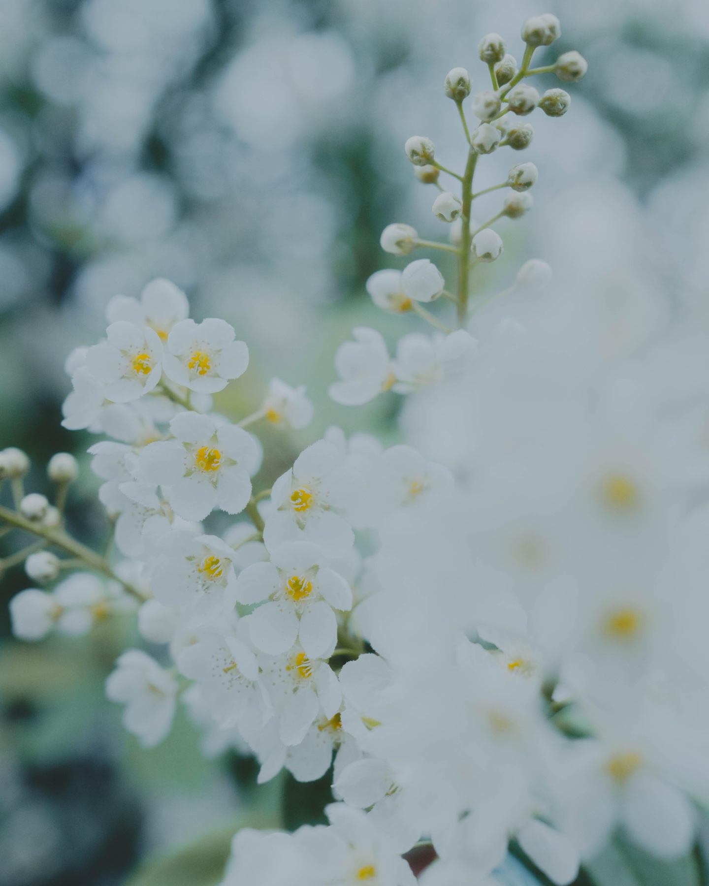 White blossoms dissolving into soft spring light